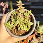 Crassula Pellucida Variegada - Miniatura 1