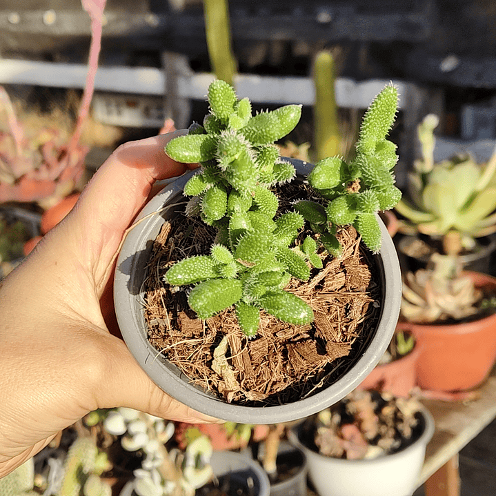 Delosperma Echinatum  1