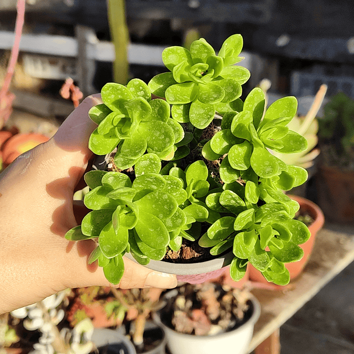 Sedum Kimnachi 2