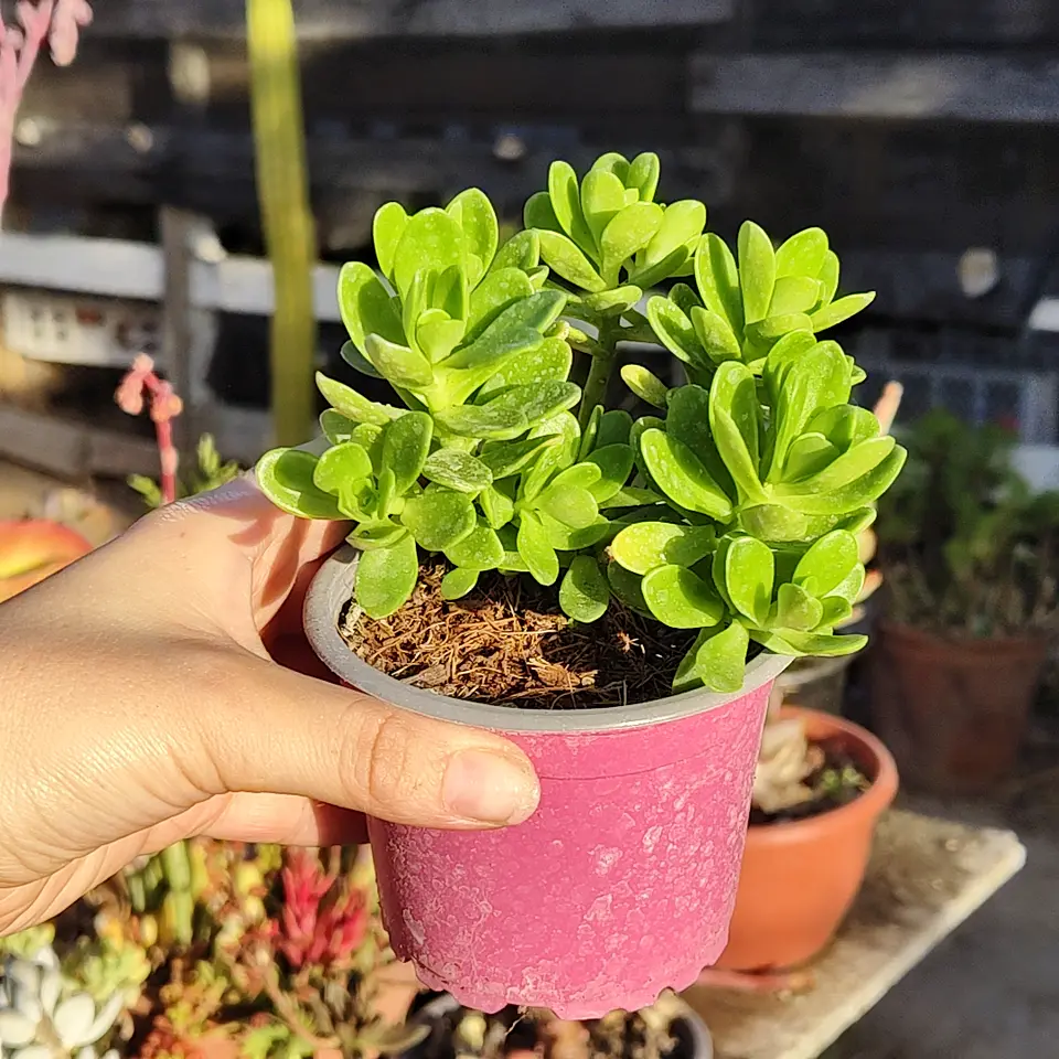 Sedum Kimnachi 3