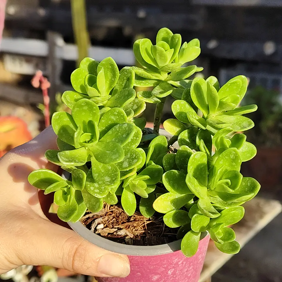Sedum Kimnachi 1