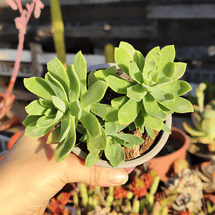 Sedum Palmeri 