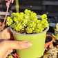 Sedum Japonicum Tokyo Sun - Miniatura 1