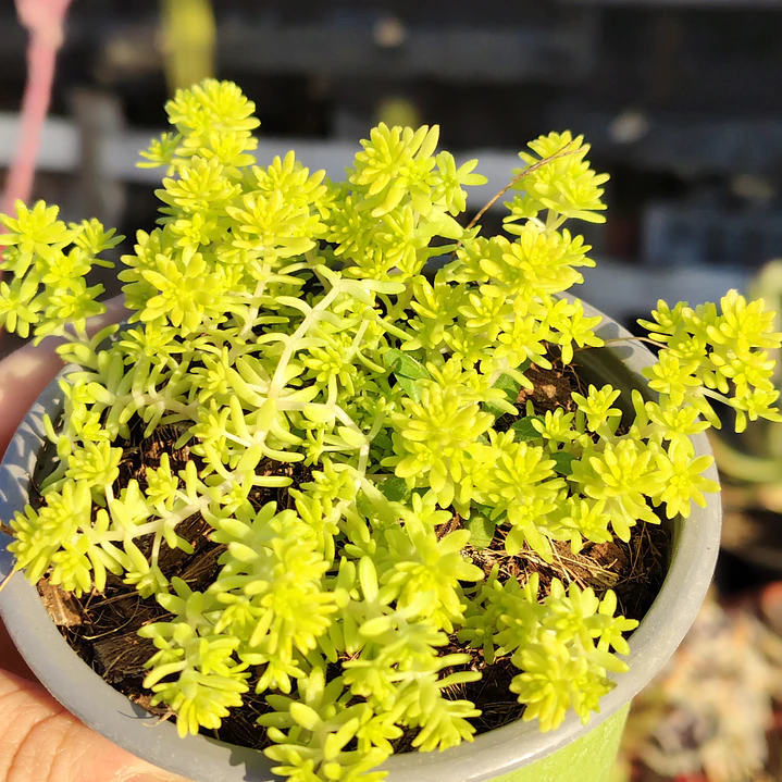 Sedum Japonicum Tokyo Sun 2