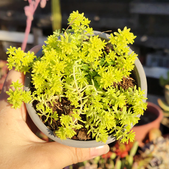 Sedum Japonicum Tokyo Sun 3
