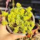 Sedum Japonicum Tokyo Sun - Miniatura 3