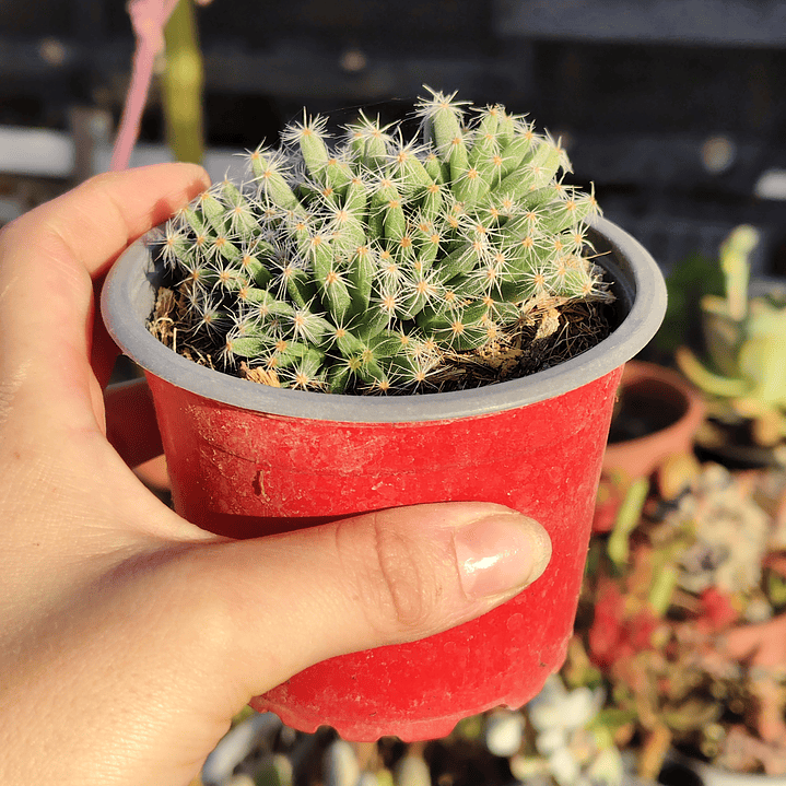 Tricodiadema densum 2