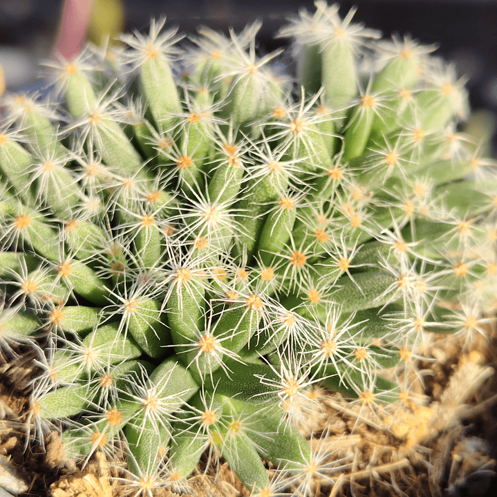 Tricodiadema densum 1