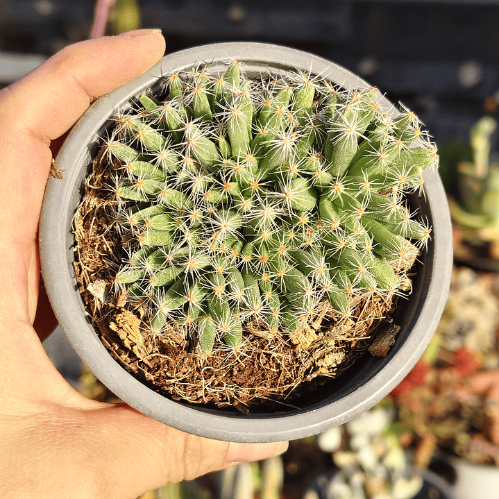 Tricodiadema densum 3