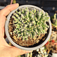 Tricodiadema densum - Miniatura 3