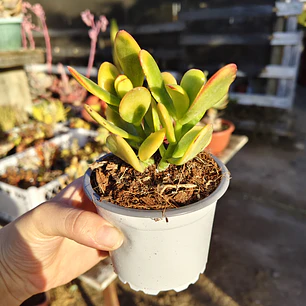 Crassula Ovata Hummels sunset 