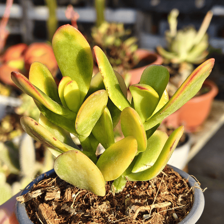 Crassula Ovata Hummels sunset  3