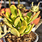 Crassula Ovata Hummels sunset  - Miniatura 3