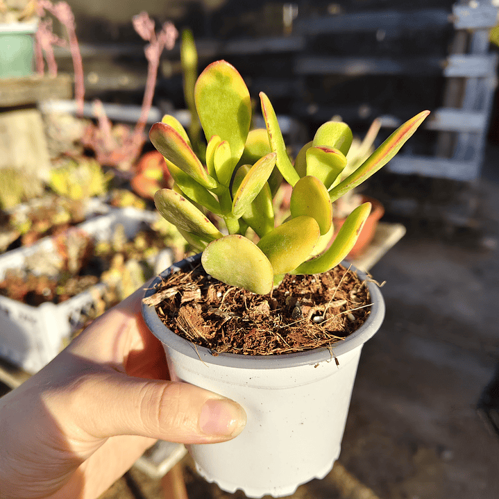 Crassula Ovata Hummels sunset  1