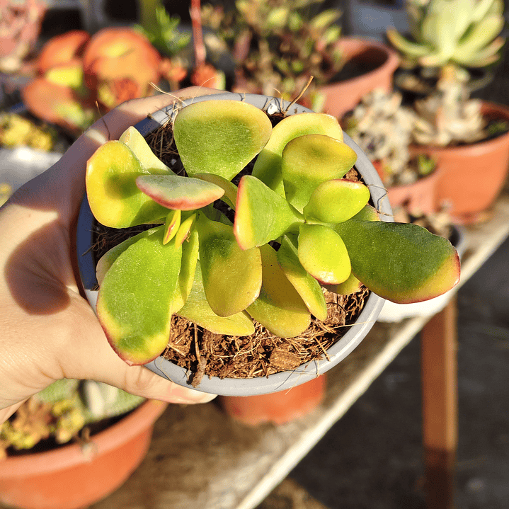 Crassula Ovata Hummels sunset  4