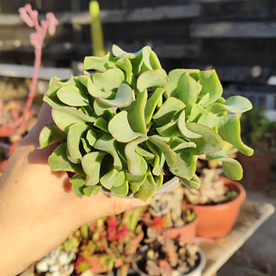 Crassula Ondulafolia