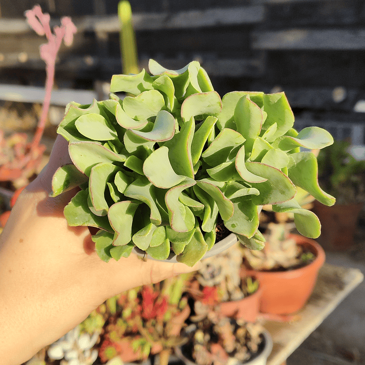 Crassula Ondulafolia 2