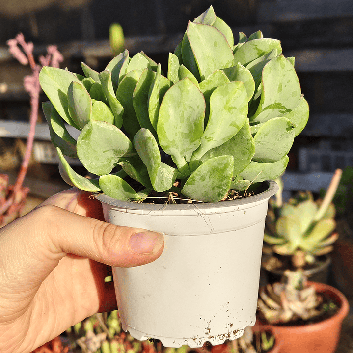 Crassula Ondulafolia 4