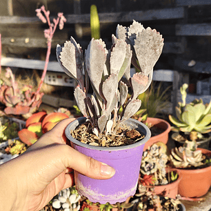 Kalanchoe Pumila