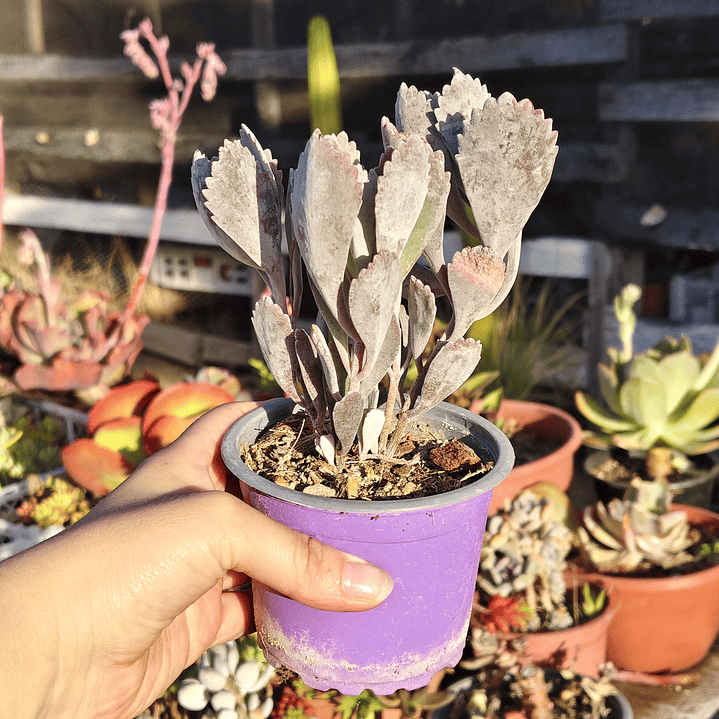 Kalanchoe Pumila 1