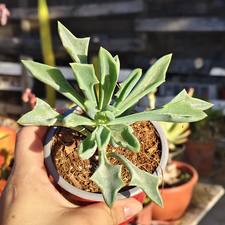 Senecio Kleiniiformis  2
