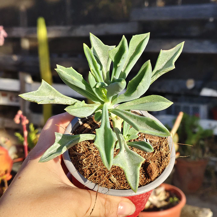 Senecio Kleiniiformis  3