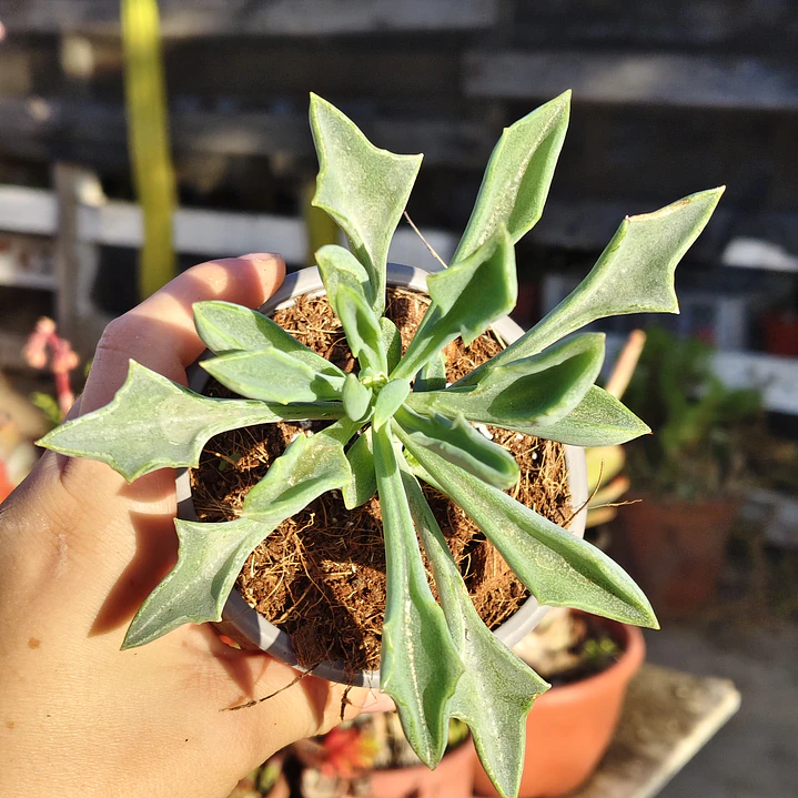 Senecio Kleiniiformis  1