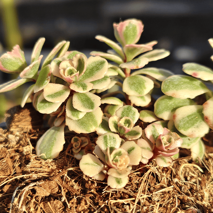 Sedum Spurium Tricolor 2