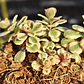 Sedum Spurium Tricolor - Miniatura 2