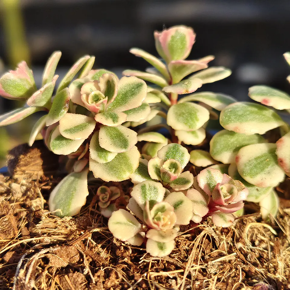 Sedum Spurium Tricolor 2