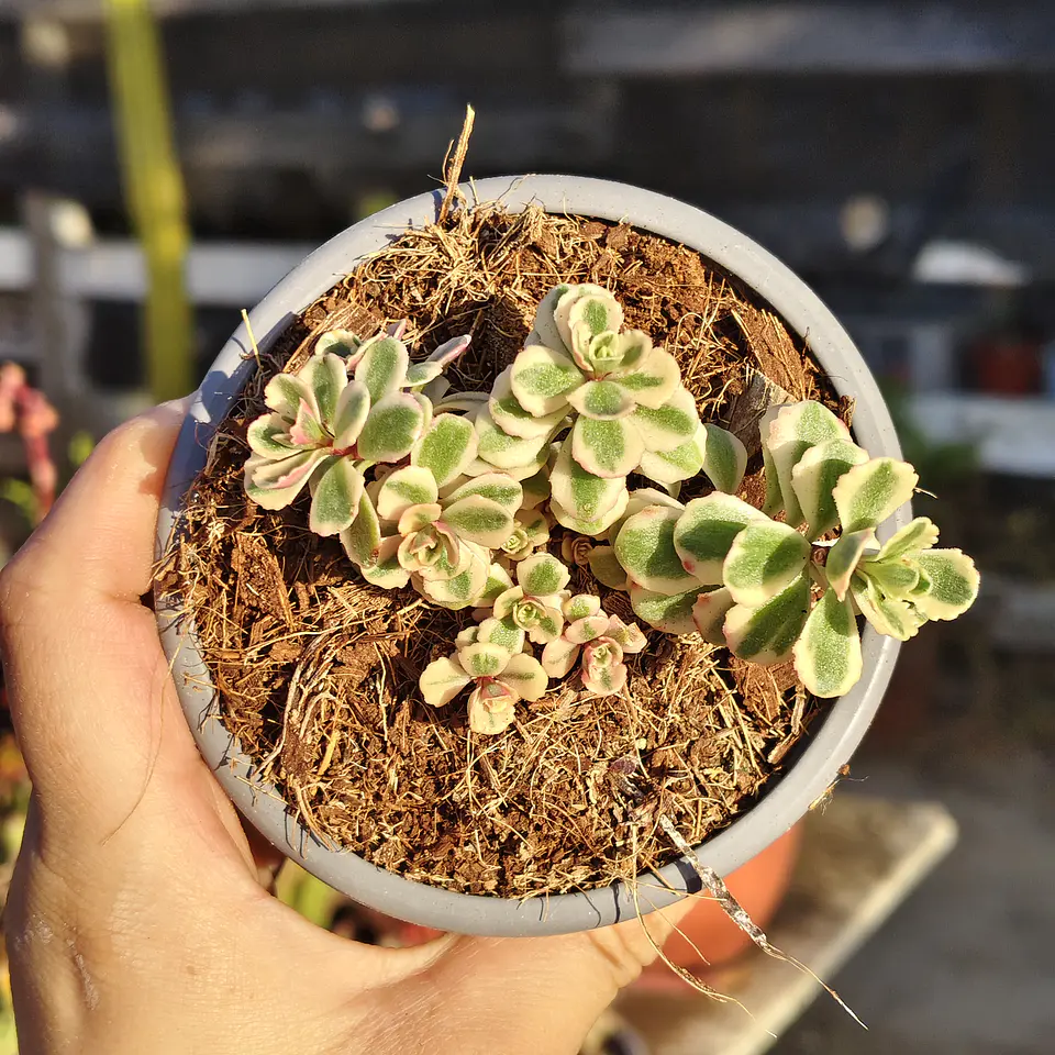 Sedum Spurium Tricolor 3