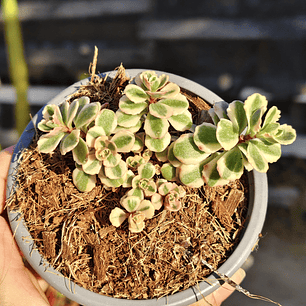 Sedum Spurium Tricolor