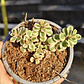 Sedum Spurium Tricolor - Miniatura 1