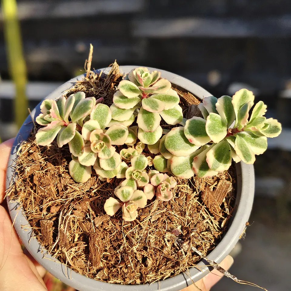 Sedum Spurium Tricolor 1