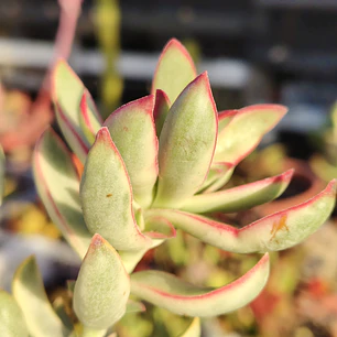 Crassula Candy Cane