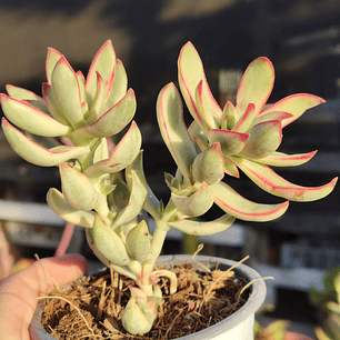 Crassula Candy Cane