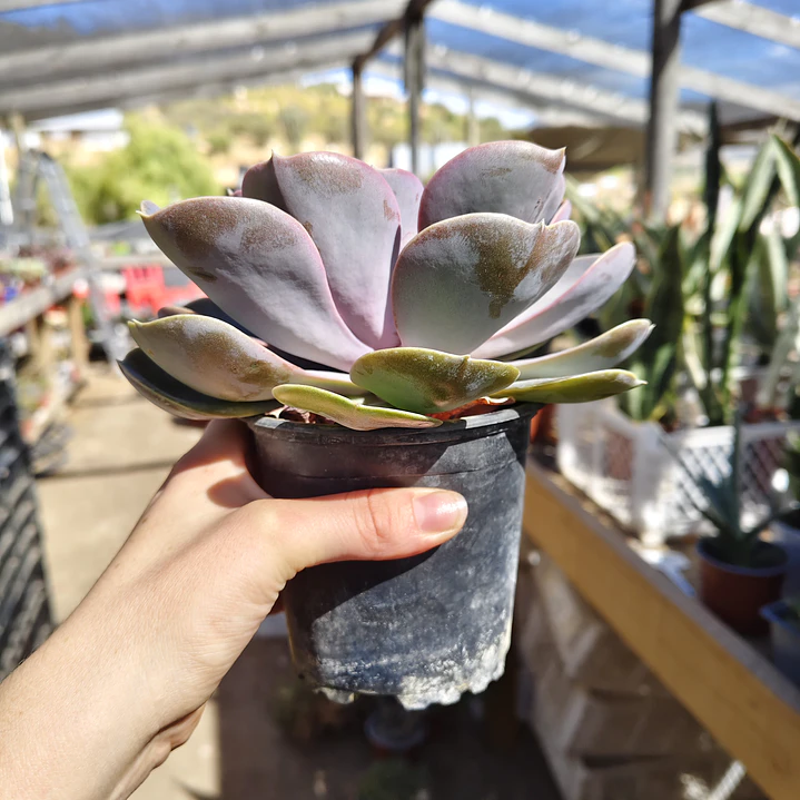 Echeveria Perle Von Nurnberg 2