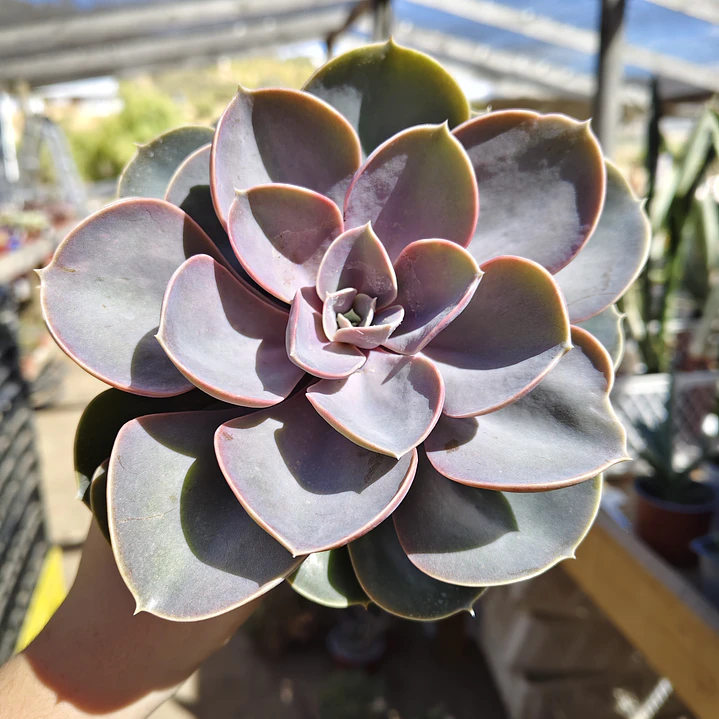 Echeveria Perle Von Nurnberg 1