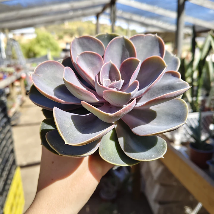 Echeveria Perle Von Nurnberg 3