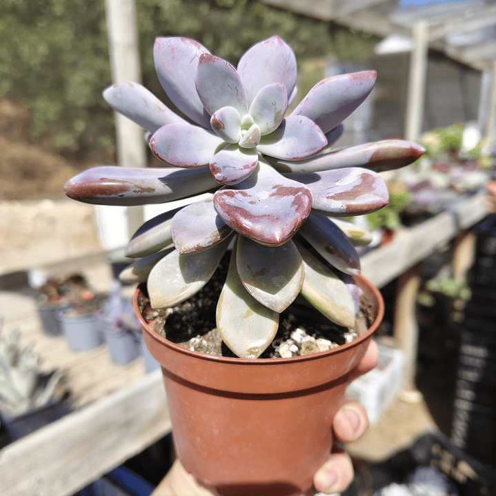 Graptopetalum Murasaki  3