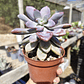 Graptopetalum Murasaki  - Miniatura 3