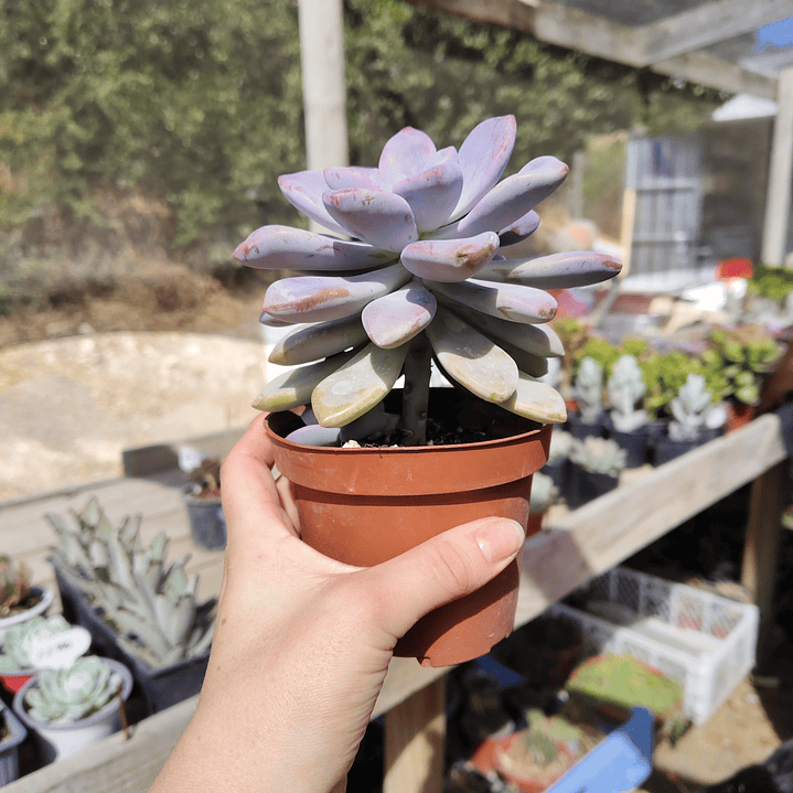 Graptopetalum Murasaki  4