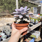 Graptopetalum Murasaki  - Miniatura 4