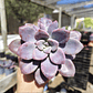 Graptopetalum Murasaki  - Miniatura 5