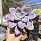 Graptopetalum Murasaki  - Miniatura 6