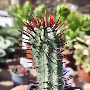Euphorbia enopla