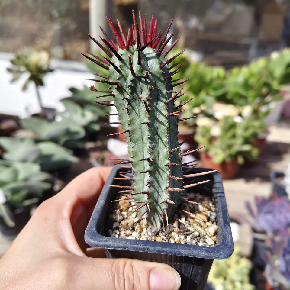 Euphorbia enopla 3