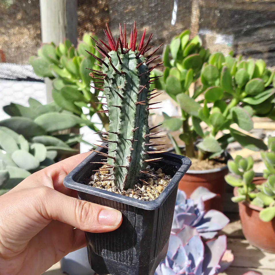 Euphorbia enopla 1