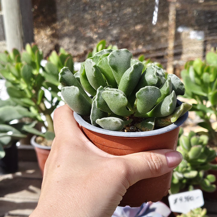 Andromischus Cristatus 4