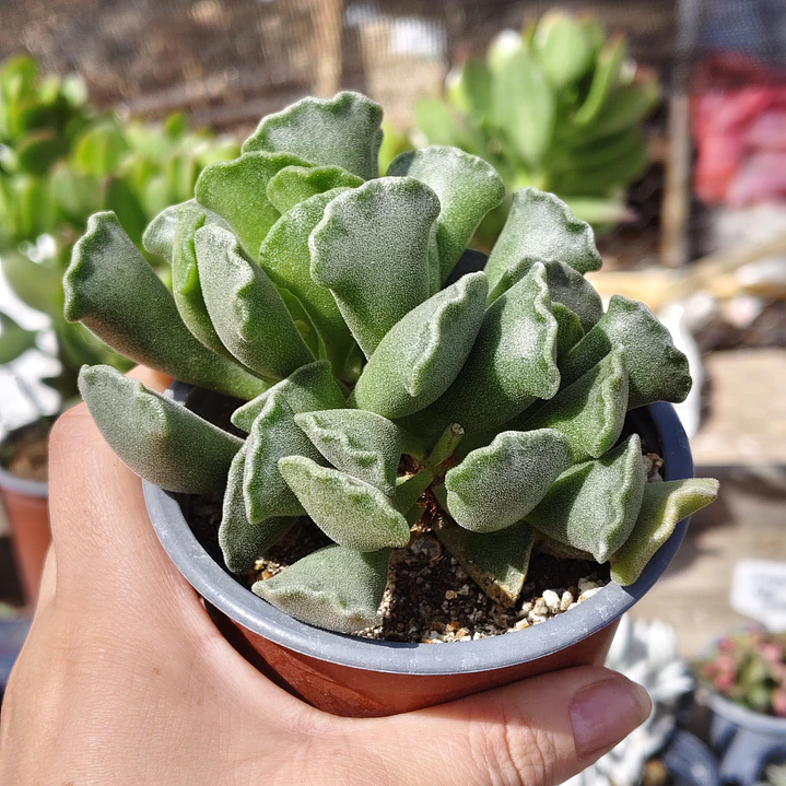 Andromischus Cristatus 5